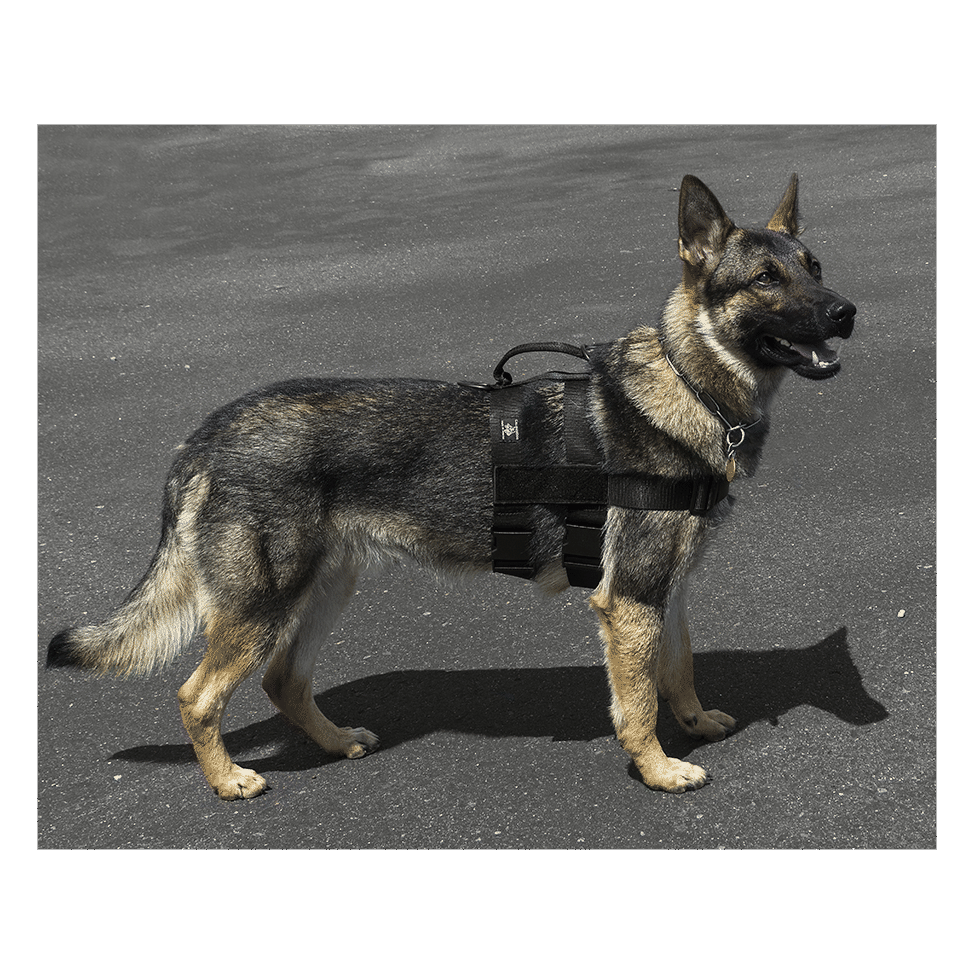 CAILBERDOG PATROL DOUBLE GIRTH HARNESS